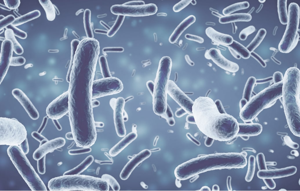 Бактерии — жизнь вне хозяина